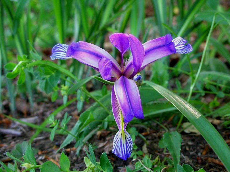 Iris graminea / Giaggiolo susinario